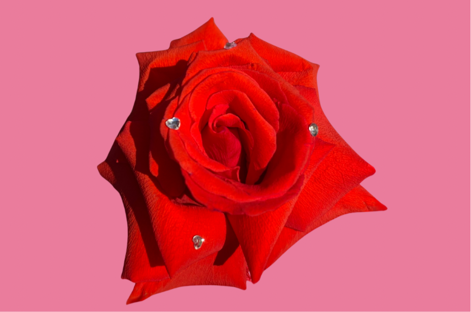 25 Stem Pink Rose Bouquet
